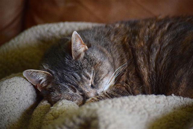 spící kočka, pelíšek